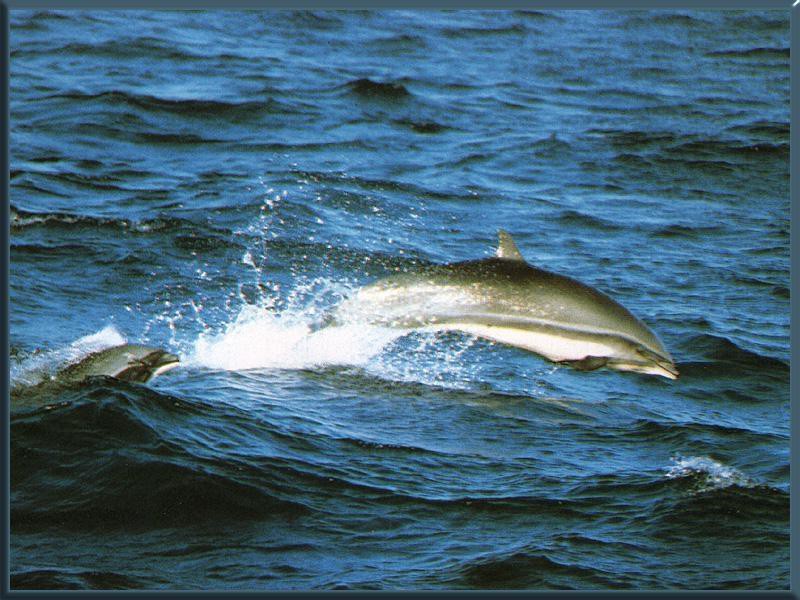 Малайзийский дельфин дельфины, животные