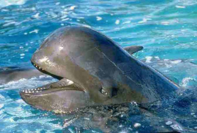 Обыкновенная гринда дельфины, животные
