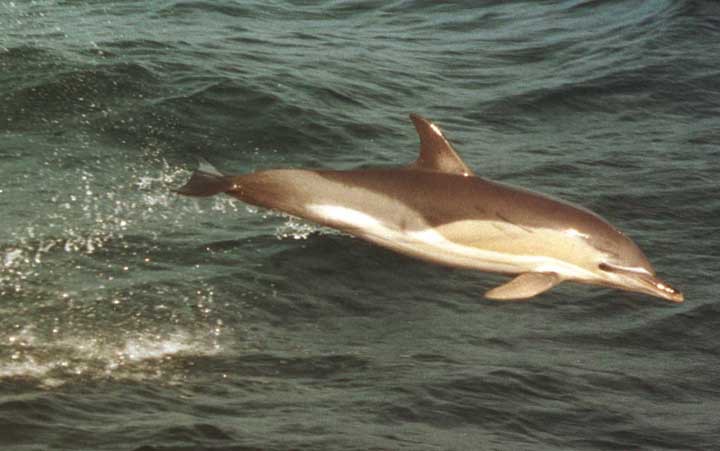 Длиннорылая белобочка дельфины, животные