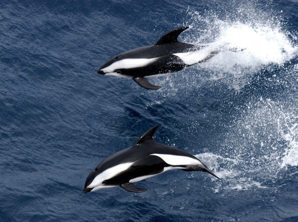 Крестовидный дельфин дельфины, животные