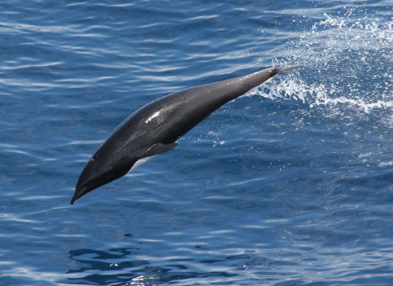 Северный китовидный дельфин дельфины, животные