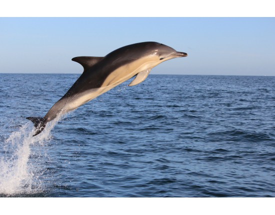 Белобочка дельфины, животные