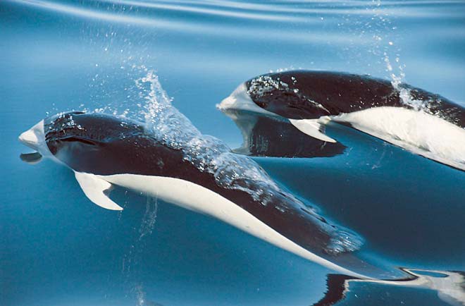 Южный китовидный дельфин дельфины, животные