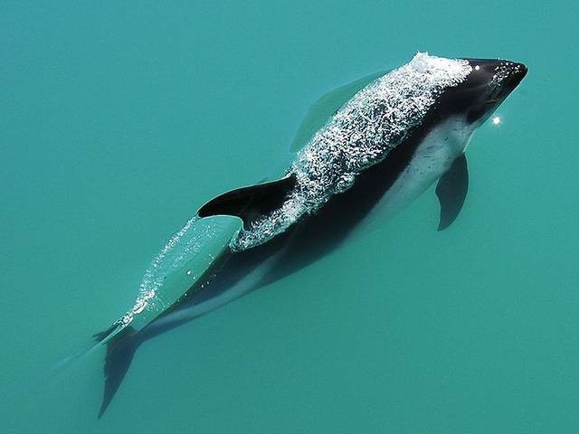 Южный белобокий дельфин дельфины, животные
