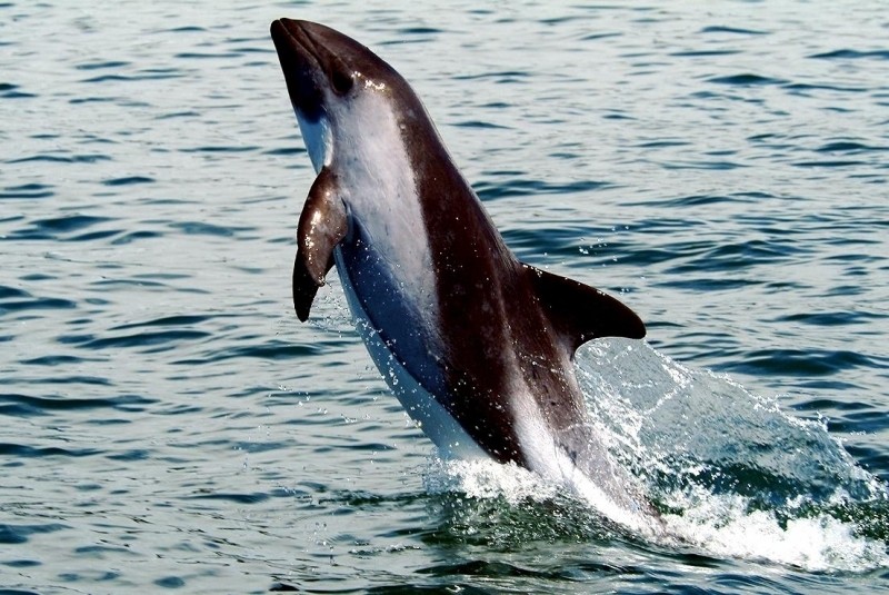  Белобрюхий дельфин дельфины, животные