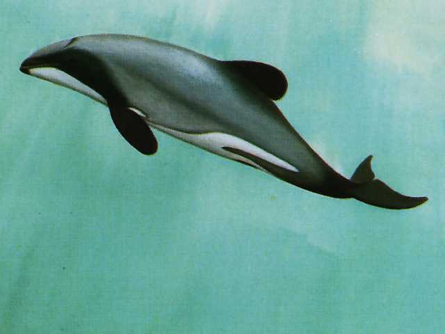  Дельфин Хэвисайда дельфины, животные