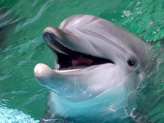 Беломордый дельфин дельфины, животные