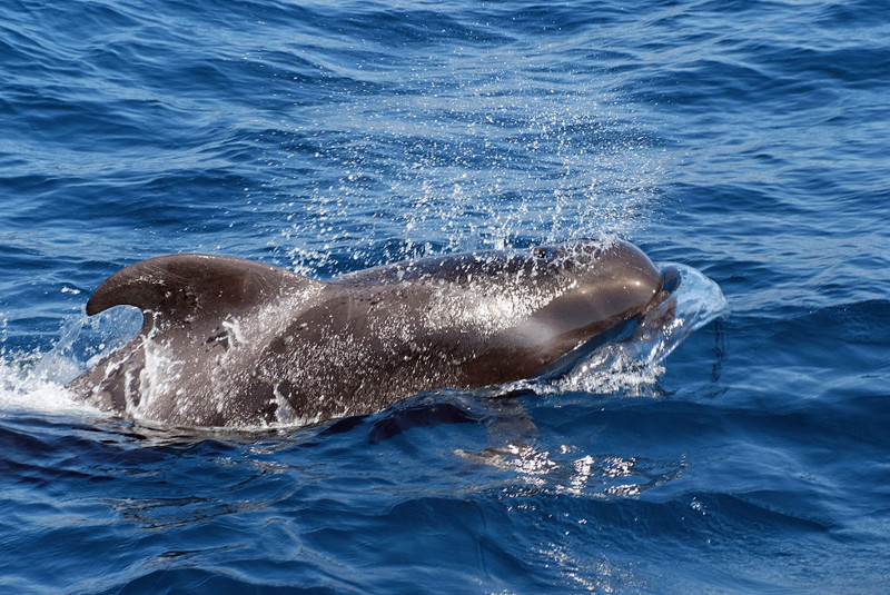 Короткоплавниковая гринда дельфины, животные