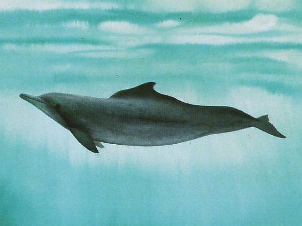 Западноафриканский дельфин дельфины, животные
