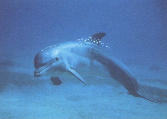  Афалина дельфины, животные