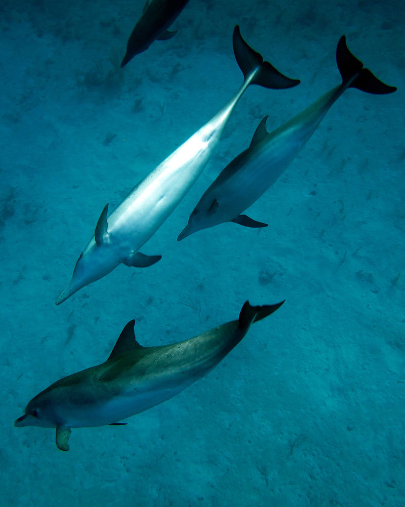  Большелобый продельфин дельфины, животные