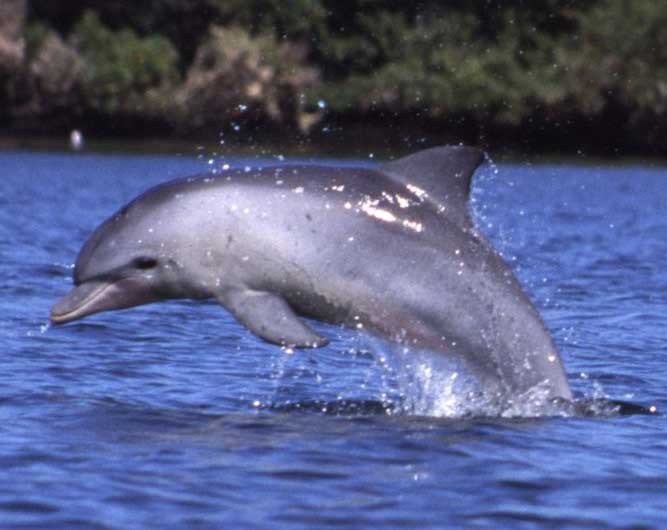 Индийская афалина дельфины, животные