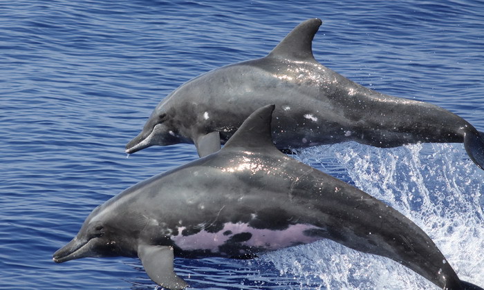 Крупнозубый дельфин дельфины, животные