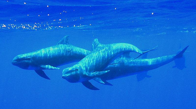 Бесклювый (широкомордый) дельфин дельфины, животные