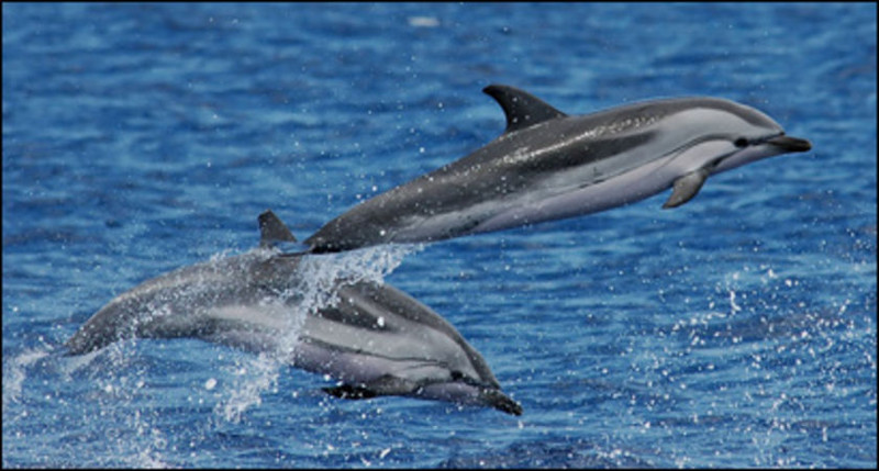 Полосатый продельфин дельфины, животные