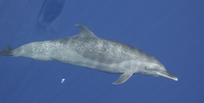 Длиннорылый продельфин дельфины, животные