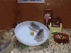 Эти забавные животные