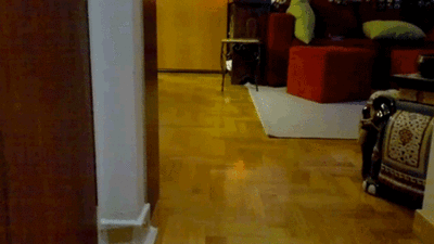 Эти забавные животные