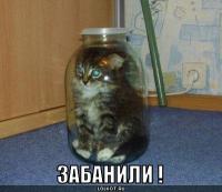 Коты, которые застряли