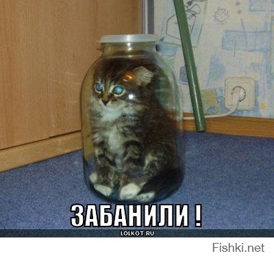 Коты, которые застряли