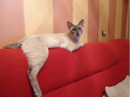 Коты, которые постигли искусство полного расслабления