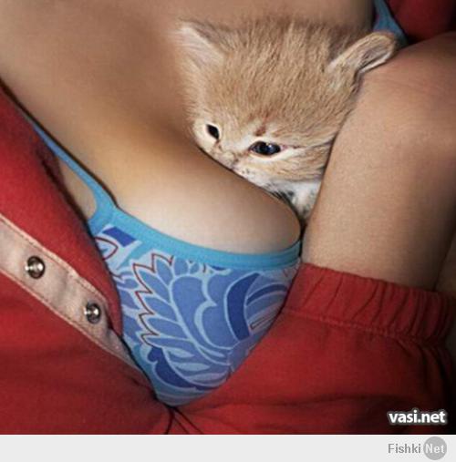 Кошки, спящие в странных местах