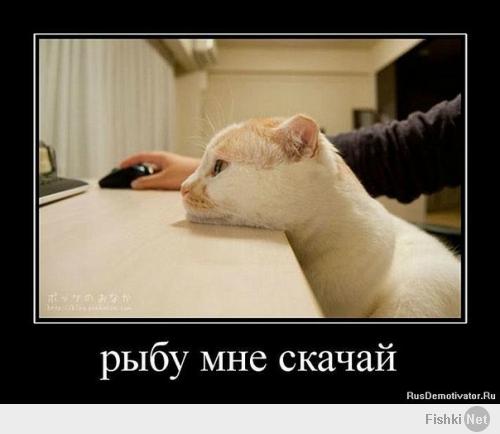 Небольшая Gif Подборка С Кошками Для Подъема Настроения