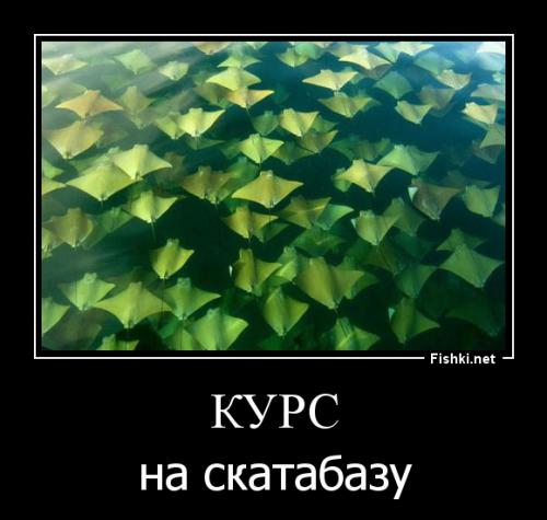 Сезонная миграция тысяч скатов