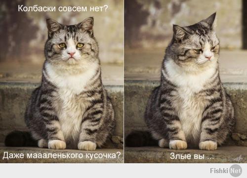 Печальный кот