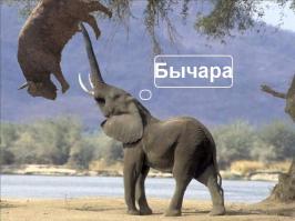 Слоненок решил поиграть с быком