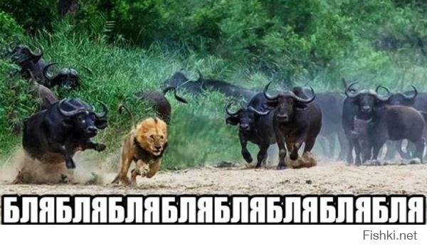 Картинки со смешными подписями