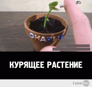 А потом тик-так надо было дать, чтобы запах курева зажевал.