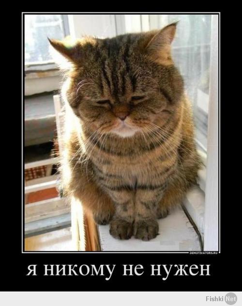 Печальный кот