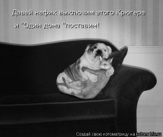 Чем занимаются собаки, когда хозяев нет дома