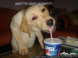 Чем занимаются собаки, когда хозяев нет дома
