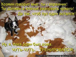 Чем занимаются собаки, когда хозяев нет дома