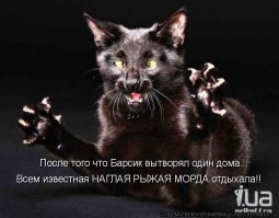 Чем занимаются собаки, когда хозяев нет дома