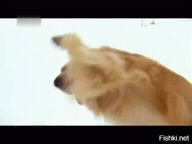Гифки дня