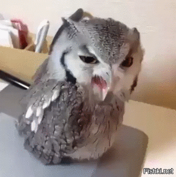 Гифки дня