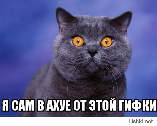 Гифки дня