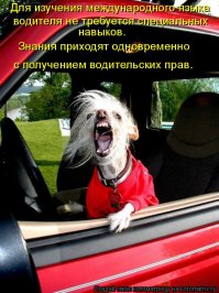 Смешные картинки с надписями