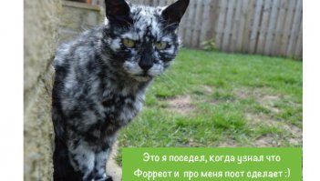 Знакомьтесь, это Скраппи