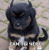 я знаю кто хозяин собаки!))