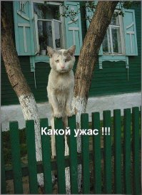Любите котиков? Получайте!