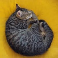 Это мутант выведенный человеком,а не котик!Вот котик!