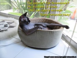 Сфинксы миролюбивы, преданы, любят внимание, чрезвычайно подвижны и любятактивные игры. Природа одарила их (вместо шерсти и мутация эта естественная) - ускоренным обменом веществ. Температура у сфинксов выше, чем у других кошек, что с энтузиазмом приветствуется хозяивами этих живых "грелок". И когда это урчащее, нежно вас любящее и горячее существо залезает на колени - фраза - "счастье а руках"- может стать буквальной.