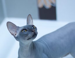 Сфинксы миролюбивы, преданы, любят внимание, чрезвычайно подвижны и любятактивные игры. Природа одарила их (вместо шерсти и мутация эта естественная) - ускоренным обменом веществ. Температура у сфинксов выше, чем у других кошек, что с энтузиазмом приветствуется хозяивами этих живых "грелок". И когда это урчащее, нежно вас любящее и горячее существо залезает на колени - фраза - "счастье а руках"- может стать буквальной.