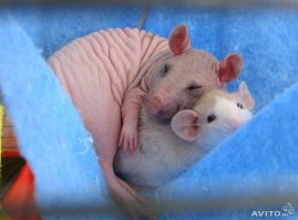 Любите котиков? Получайте!