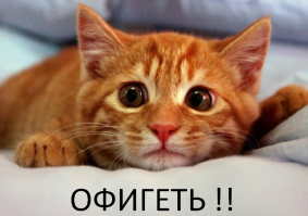 Пост любителям кошаков