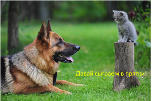 Пост любителям кошаков